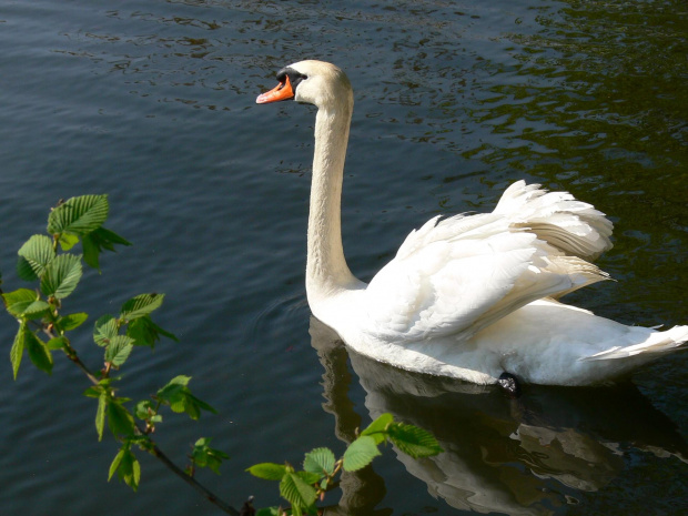 Łabędź, Jezioro Kierskie ok. Poznania.
Swan, Kierskie Lake near Poznań.