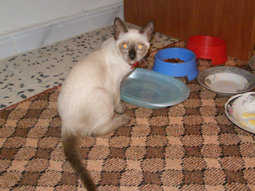 Kicia - kotka rasy syjamskiej zakupiona w Afryce