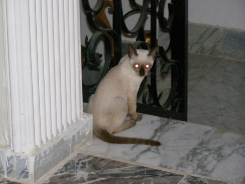 Kicia - kotka rasy syjamskiej zakupiona w Afryce