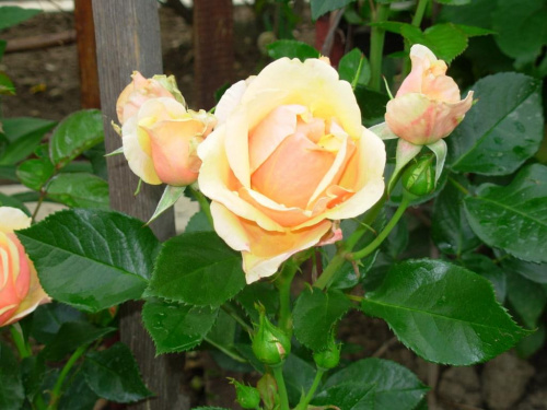 róża z ogrodu mojej przyjaciółki