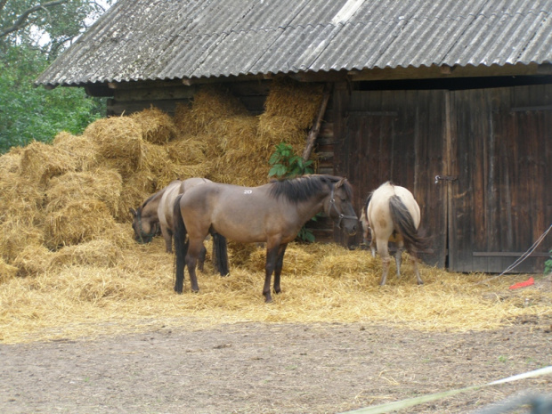 Kruszyniany - Hucuły