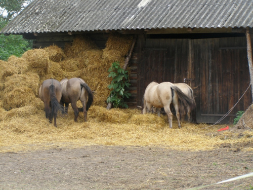 Kruszyniany - Hucuły