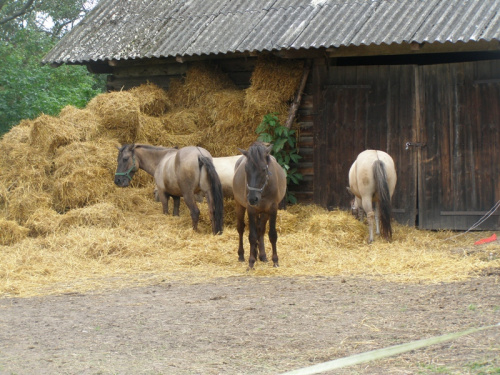 Kruszyniany - Hucuły