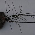 Euonymus verrucosus
roslina zatorfowana-gotowa do wysylki.