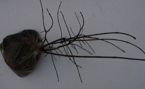 Euonymus verrucosus
roslina zatorfowana-gotowa do wysylki.
