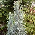 Chamaecyparis lawsoniana 'Blue Surprise'