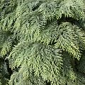 Chamaecyparis lawsoniana 'Globosa'