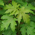 water Maple