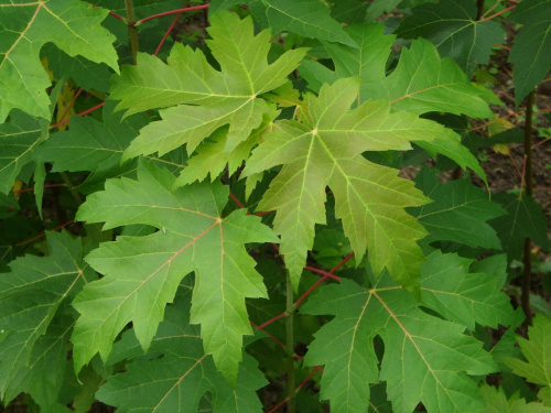 water Maple