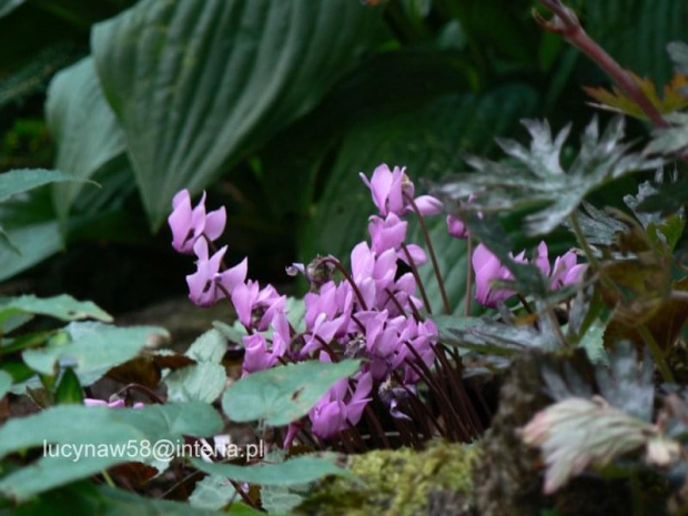 Cyclamen