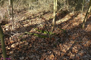 Chmielewo - cmentarz wiejski #Chmielewo