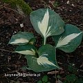 Hosta