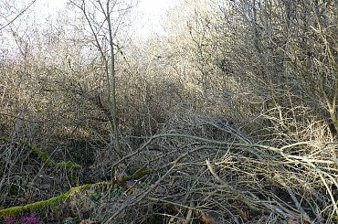 Chmielewo - cmentarz wiejski #Chmielewo