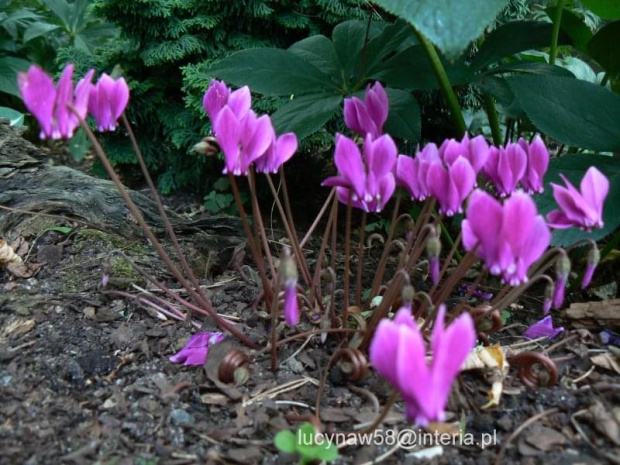 Cyclamen