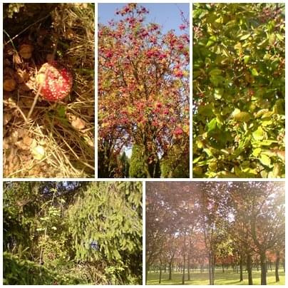 jesień #jesień #przyroda #natura