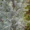 Chamaecyparis lawsoniana 'Blue Surprise'