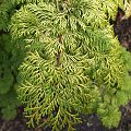 Chamaecyparis obtusa 'Crippsii'