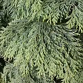 Chamaecyparis lawsoniana 'Globosa'