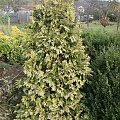 Thuja occidentalis 'Wareana Lutescens'