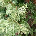 Thuja occidentalis 'Wareana Lutescens'