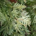 Thuja occidentalis 'Wareana Lutescens'