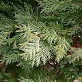 Thuja occidentalis 'Wareana Lutescens'