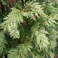 Thuja occidentalis 'Wareana Lutescens'