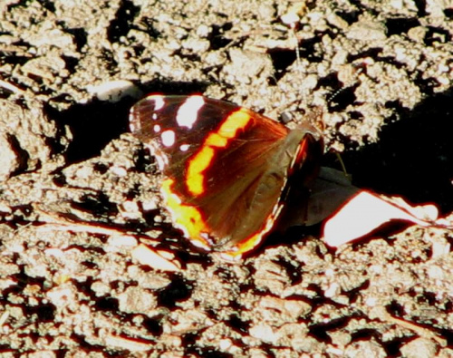 motyle w parku szczytnickim we Wrocławiu