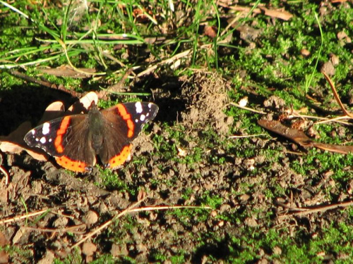 motyle w parku szczytnickim we Wrocławiu