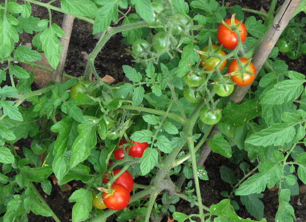 Pomidorki #rosliny #ptaki