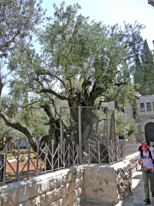 Ogród oliwny Getsemani tu modlił się Jezus.