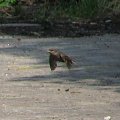 lot wróbla :) zdjęcie by Wiesiek