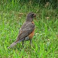 Drozd wędrowny-American Robin-Turdus migratorius #rosliny #ptaki