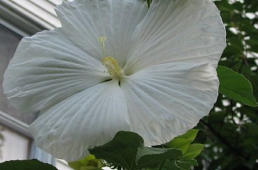 Po drodze do BJ`s #rosliny #ptaki