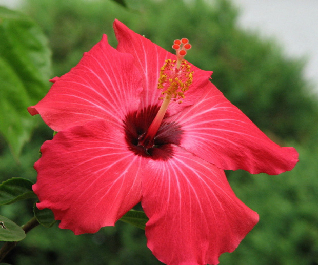 Róża chińska, czyli ketmia róża chińska (Hibiskus rosa-sinensis) #rosliny #ptaki