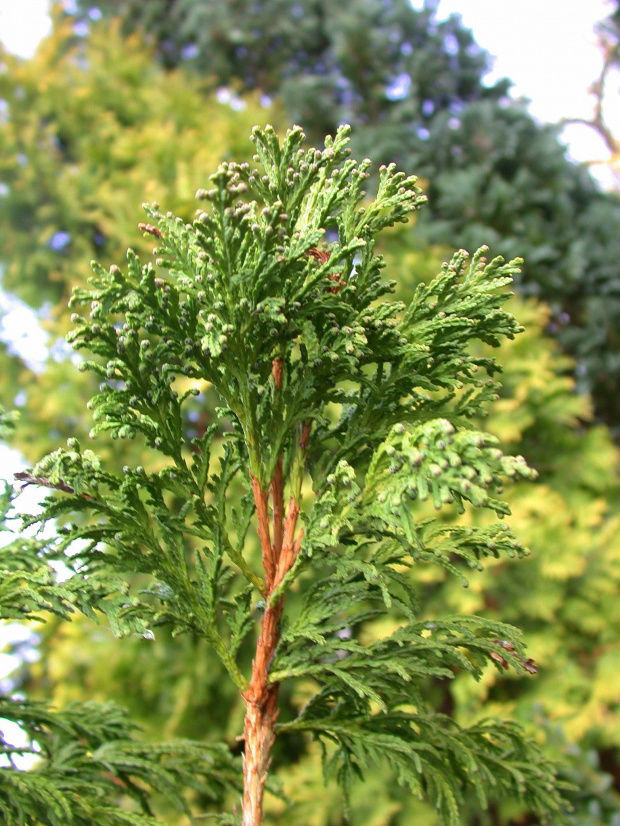 Thuja occidentalis 'Bodmeri'