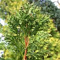 Thuja occidentalis 'Bodmeri'