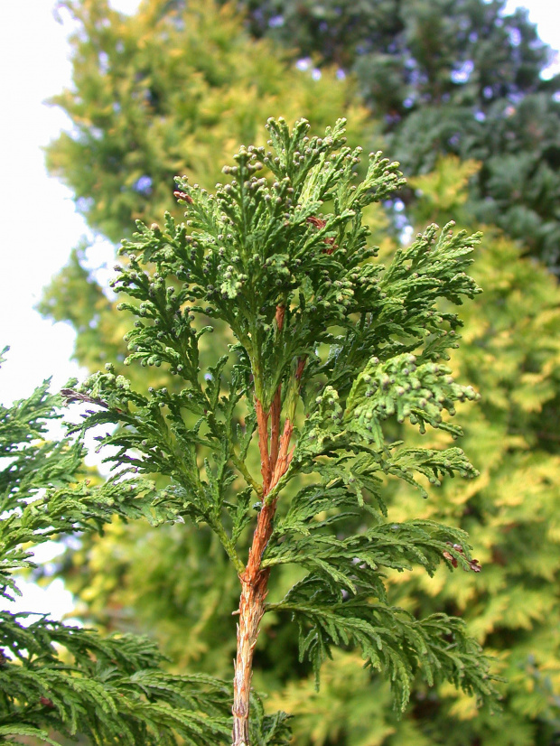 Thuja occidentalis 'Bodmeri'