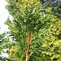 Thuja occidentalis 'Bodmeri'