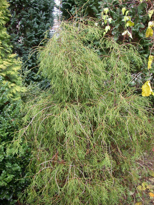 Thuja occidentalis 'Filiformis'