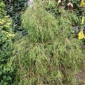 Thuja occidentalis 'Filiformis'