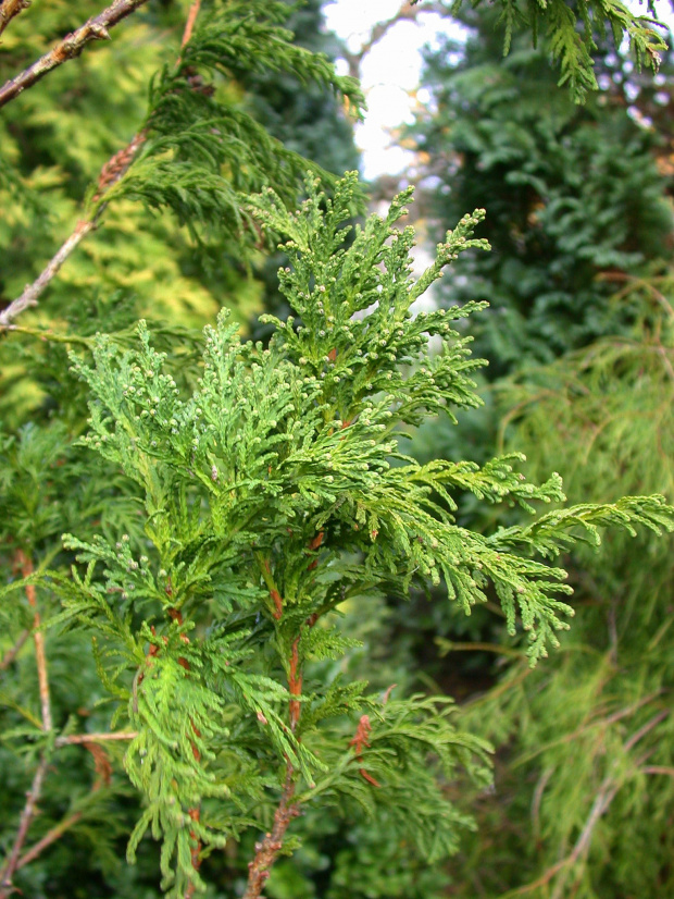 Thuca occidentalis 'Bodmeri'