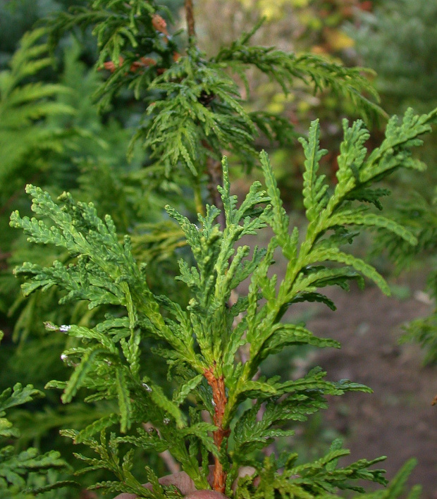 Thuja occidentalis 'Bodmeri'