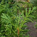 Thuja occidentalis 'Bodmeri'