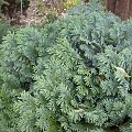 Chamaecyparis lawsoniana 'Bautchensis'