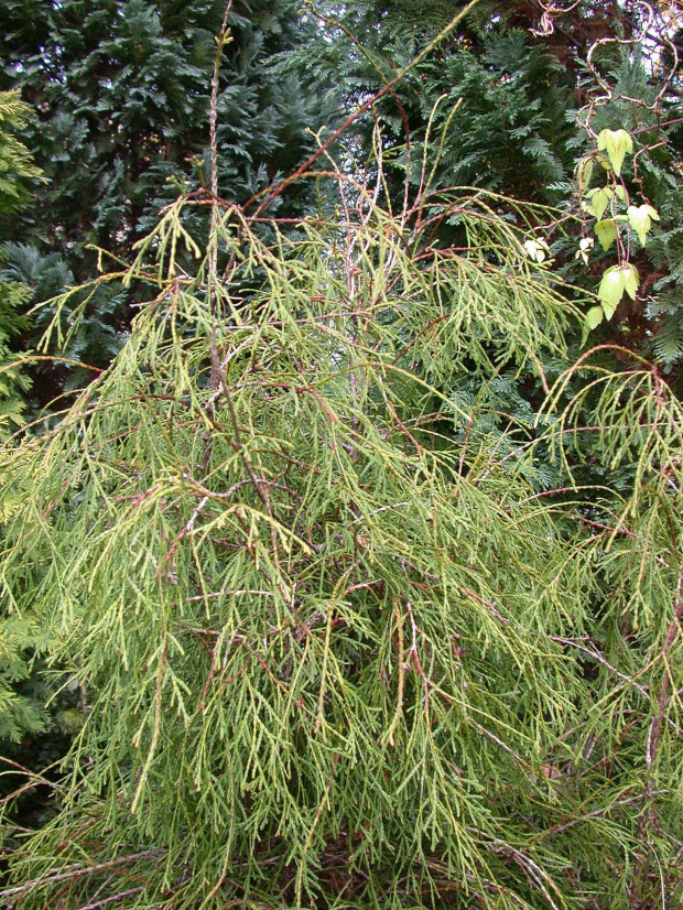 Thuja occidentalis 'Filiformis'