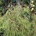 Thuja occidentalis 'Filiformis'