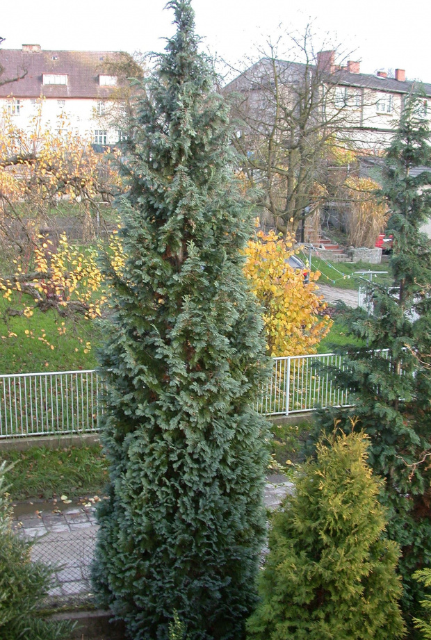 Chamaecyparis lawsoniana 'Columnaris'