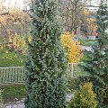 Chamaecyparis lawsoniana 'Columnaris'