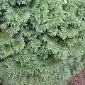 Chamaecyparis lawsoniana 'Bautchensis'